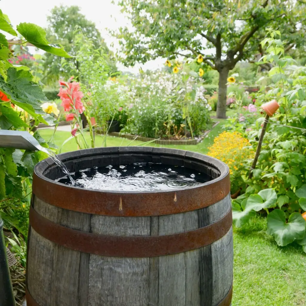 A lush backyard featuring native plants, a rainwater barrel, and mulch-covered flowerbeds