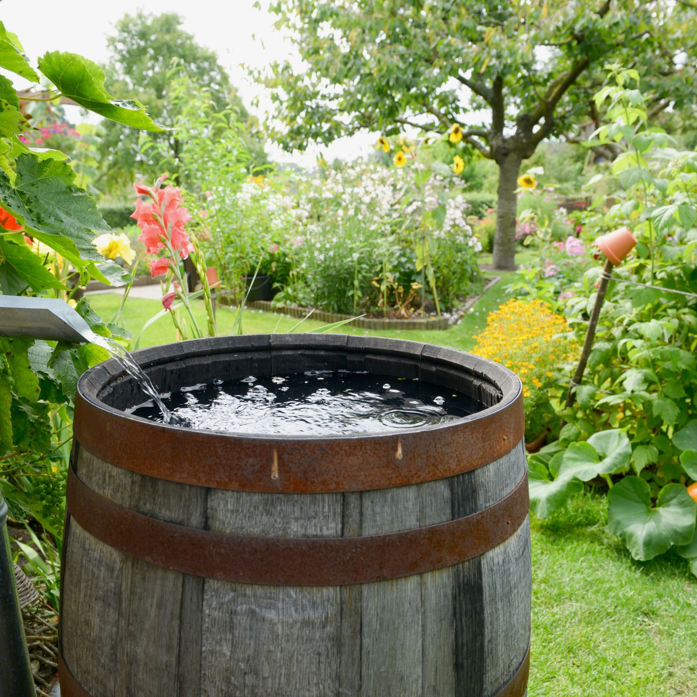A lush backyard featuring native plants, a rainwater barrel, and mulch-covered flowerbeds