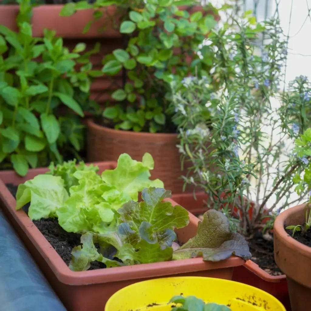 Small Balcony Garden with Vibrant Plants