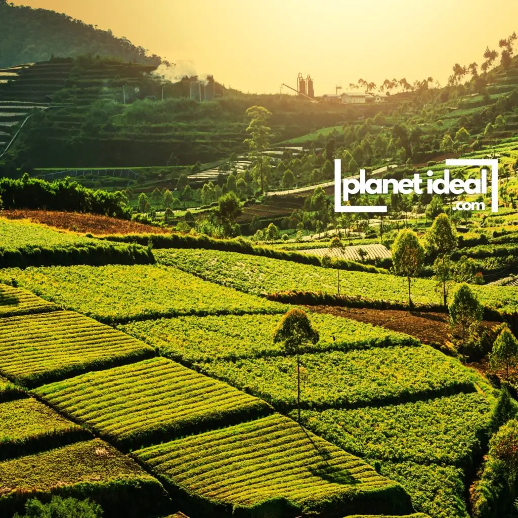 A vibrant farm field with diverse crops and healthy soil, symbolizing regenerative agriculture.