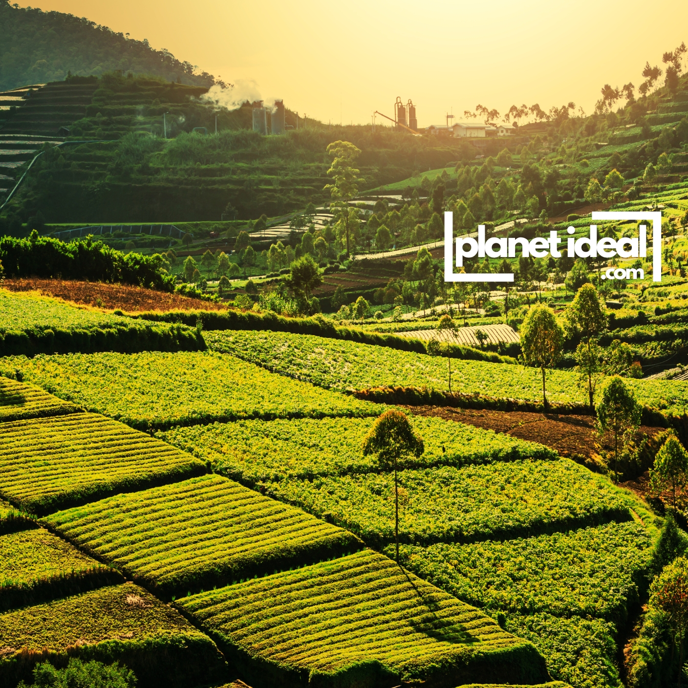 A vibrant farm field with diverse crops and healthy soil, symbolizing regenerative agriculture.