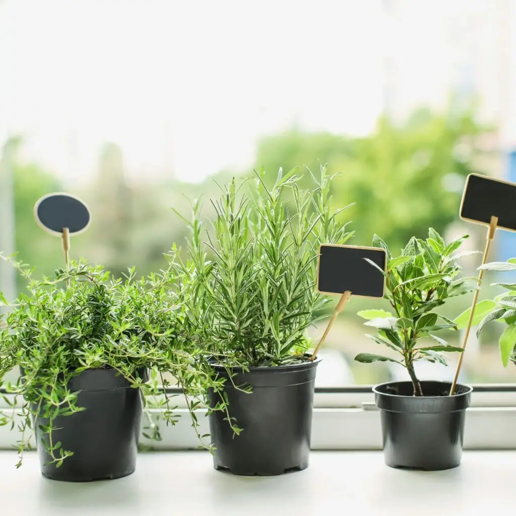 A windowsill lined with potted herbs and vibrant houseplants