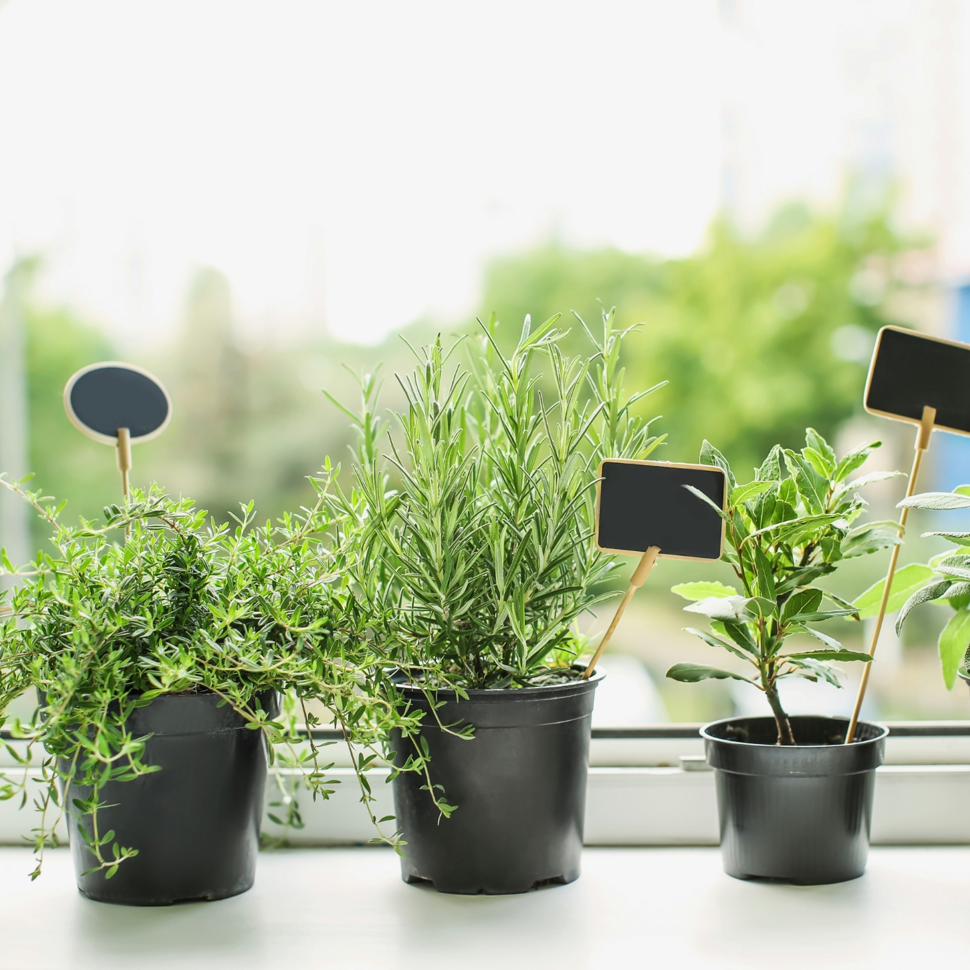 A windowsill lined with potted herbs and vibrant houseplants