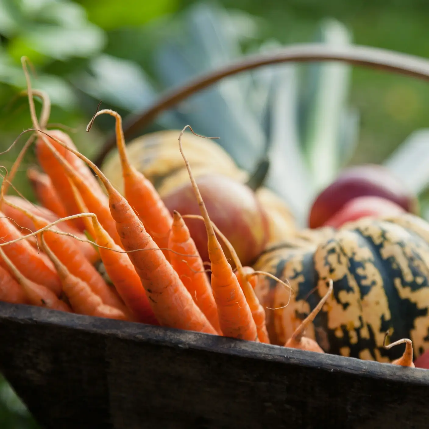 Basket of Freshly Picked Vegetables