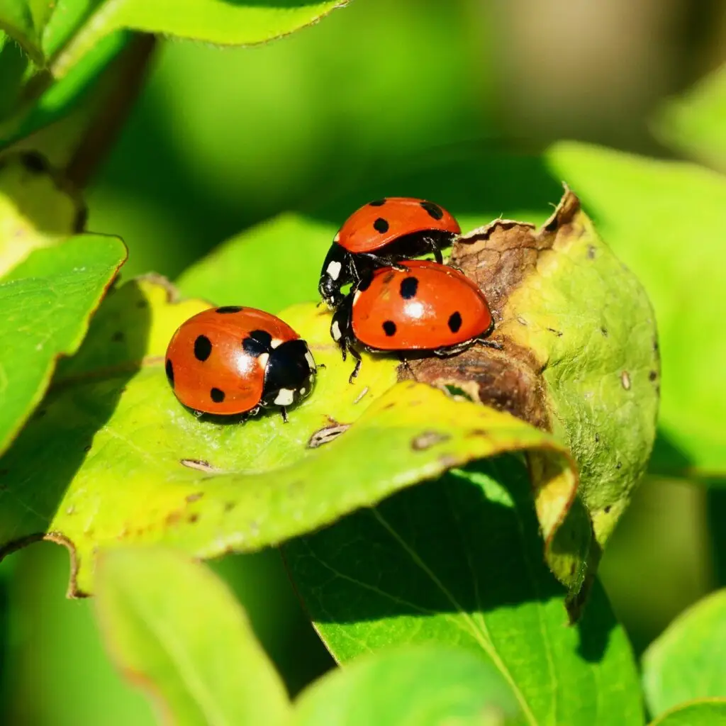 Close up of Lady Bugs on a Plant