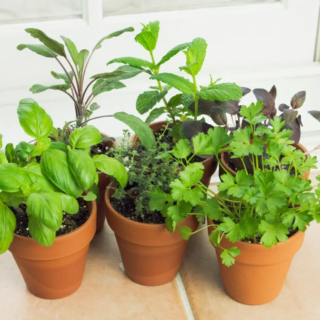 Close up of Potted Herbs like Basil Mint and Coriander