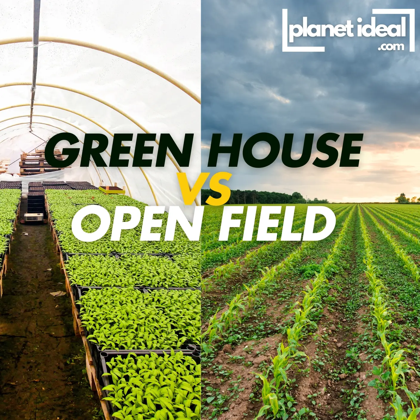 Green house vs Open Field
