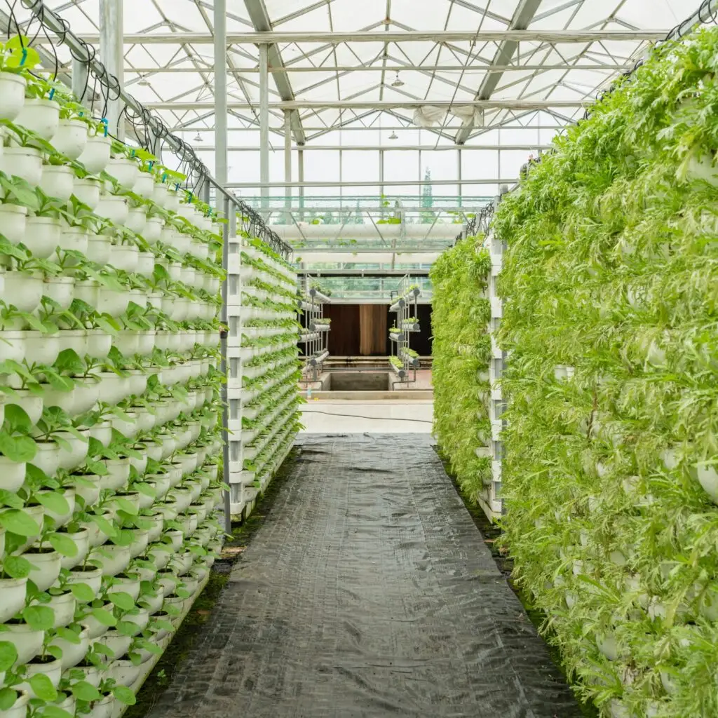Indoor Vertical Farm with rows of green plants growing under LED Lights