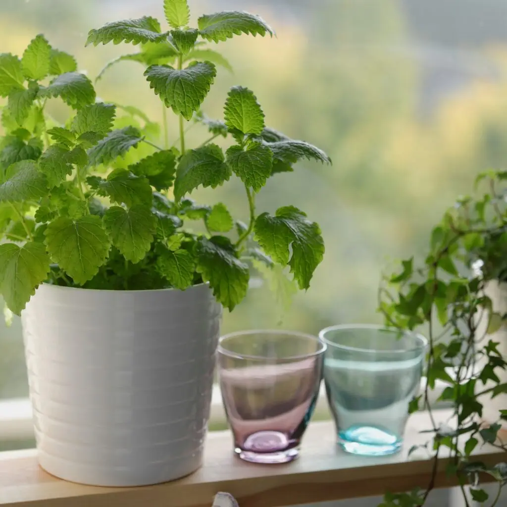 Small Kitchen Garden with Fresh Herbs