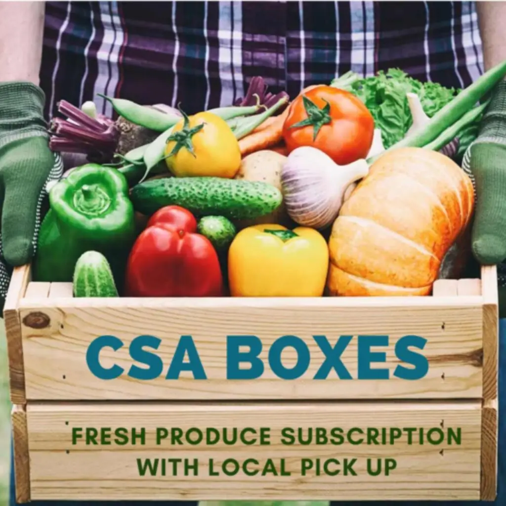 A CSA box overflowing with colorful produce