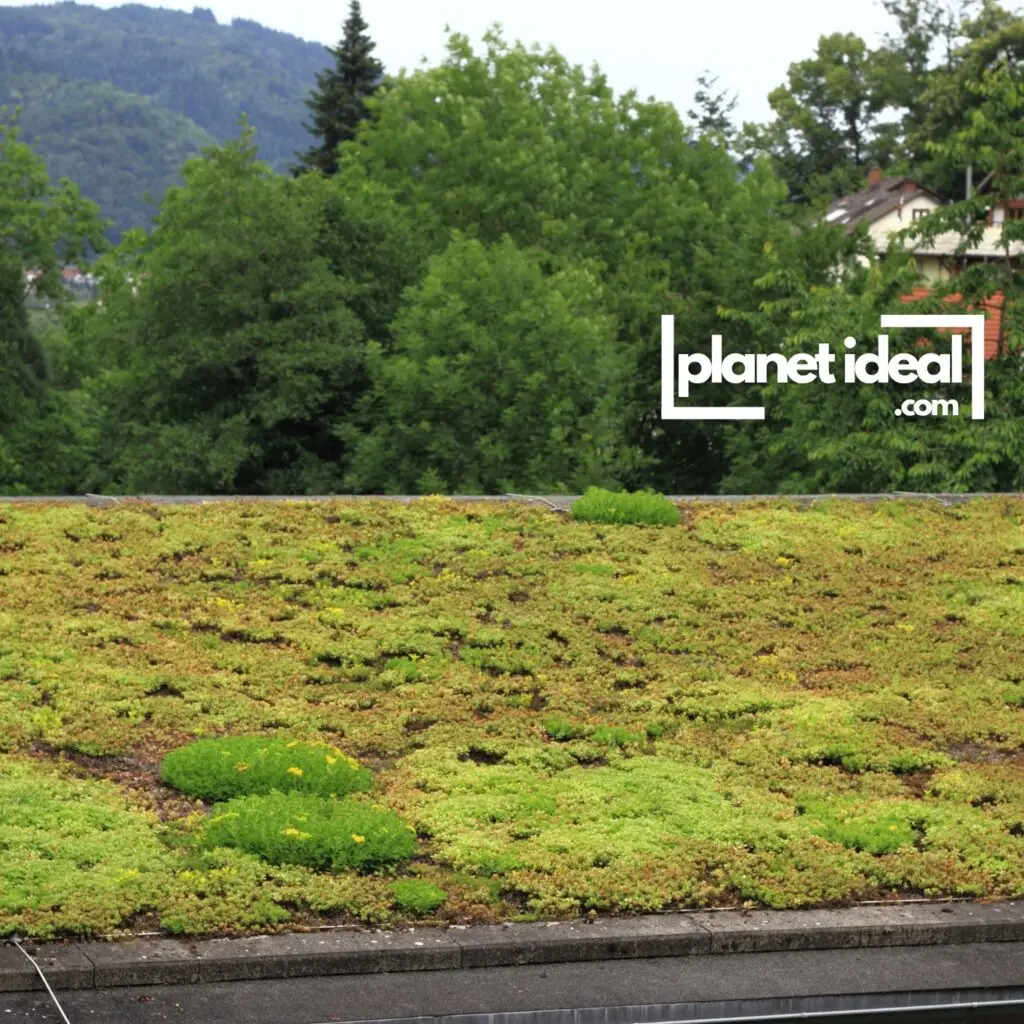 A close-up of a living roof featuring colorful wildflowers and lush greenery.