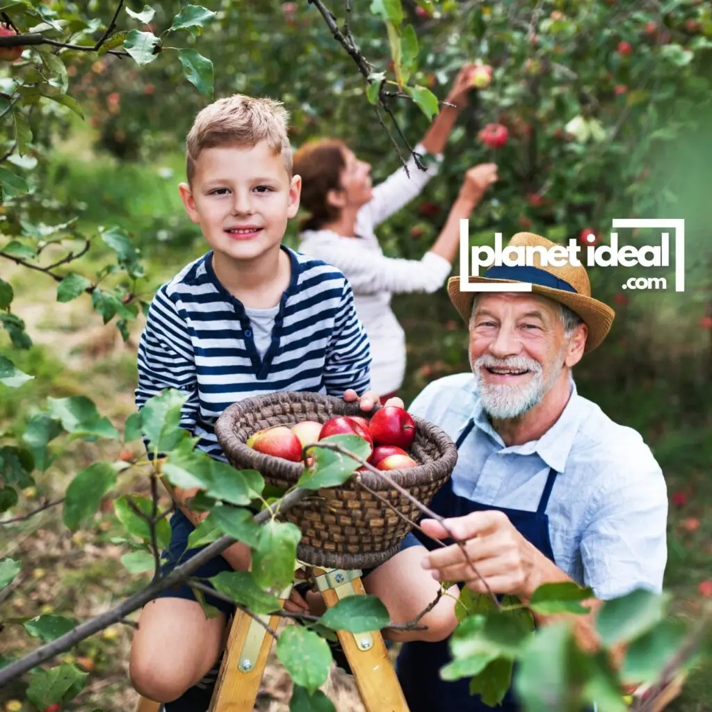 A family picking apples in an orchard, with baskets full of fresh fruit.