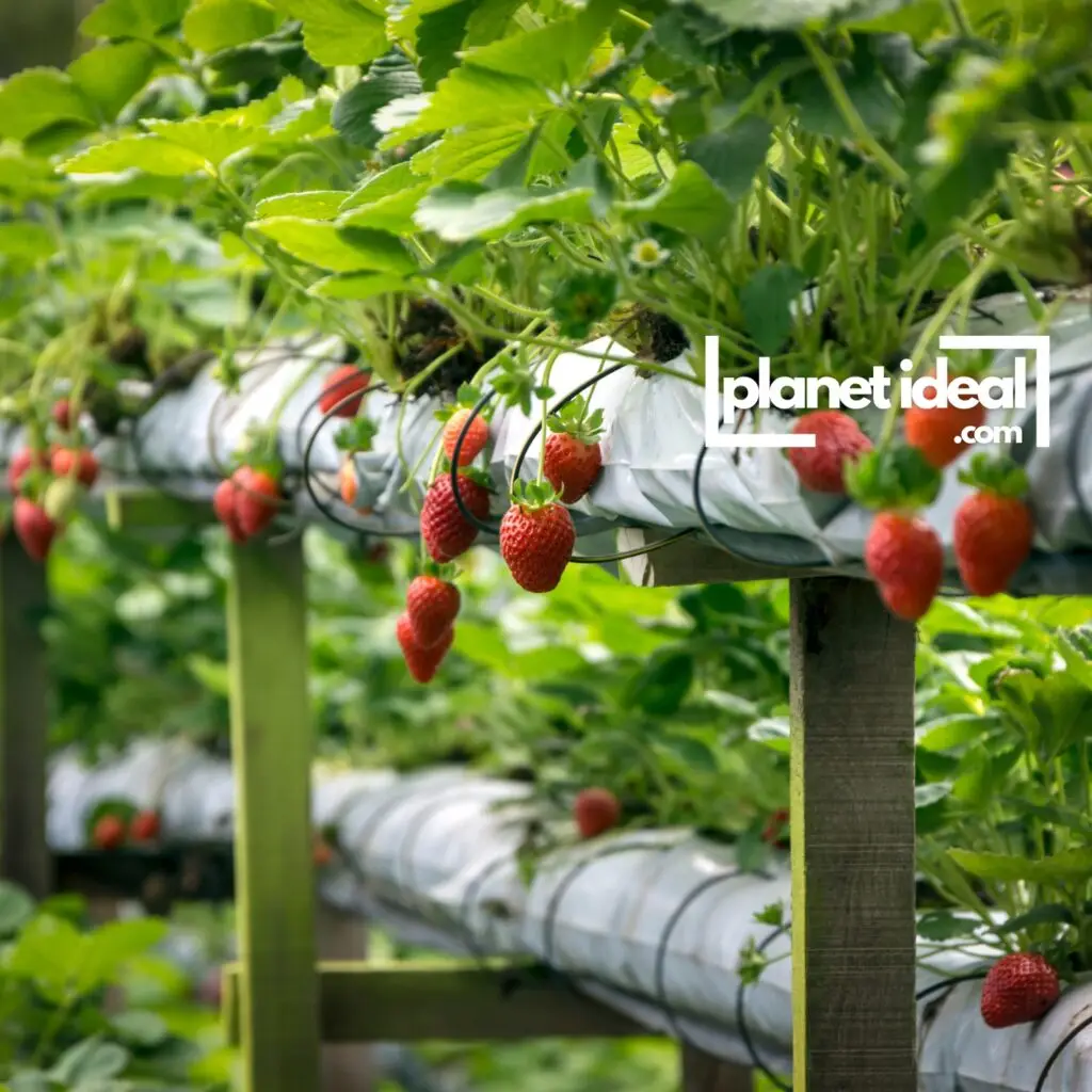 A fresh, colorful display of strawberries and greens harvested from a vertical farm.