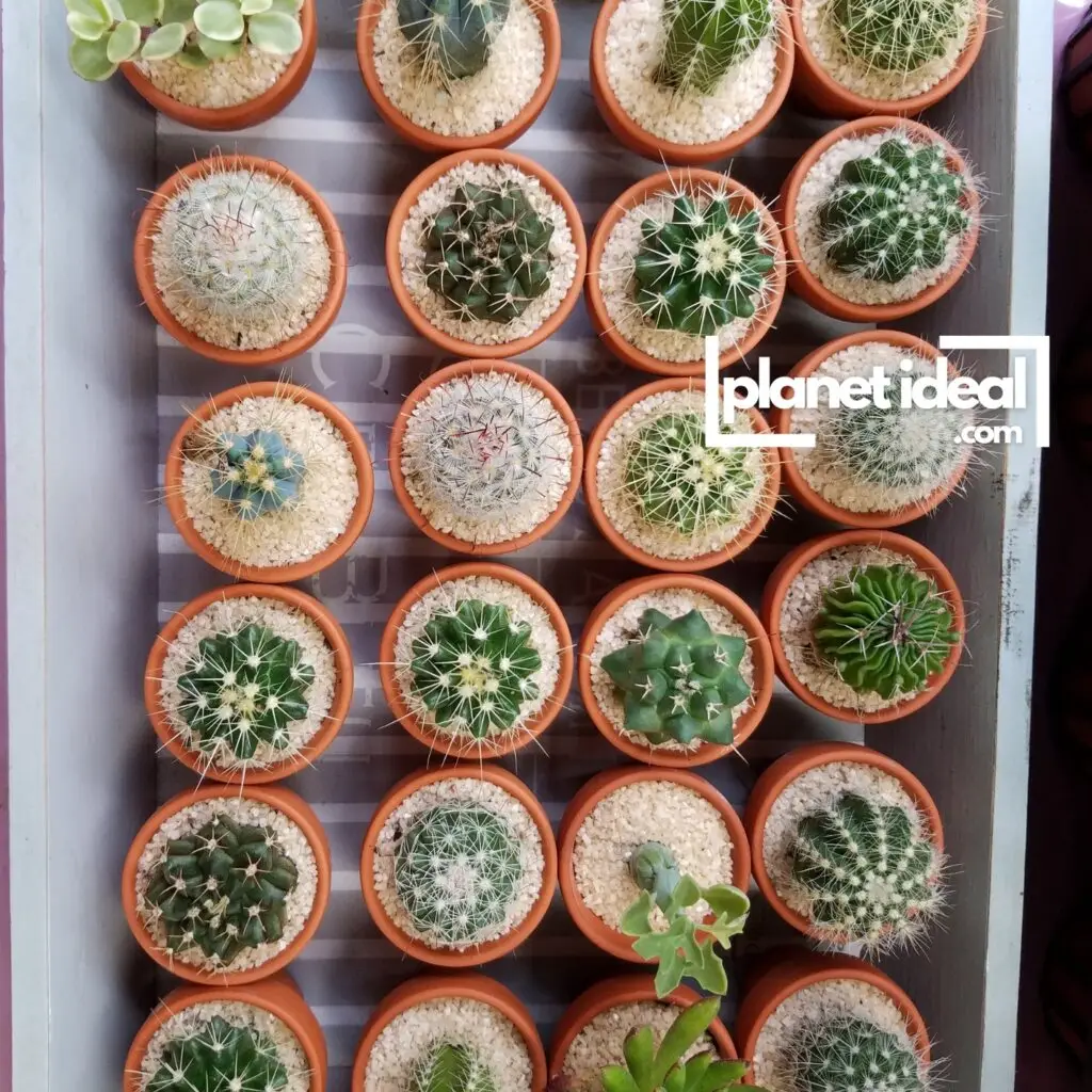 A table lined with mini succulents in ceramic pots