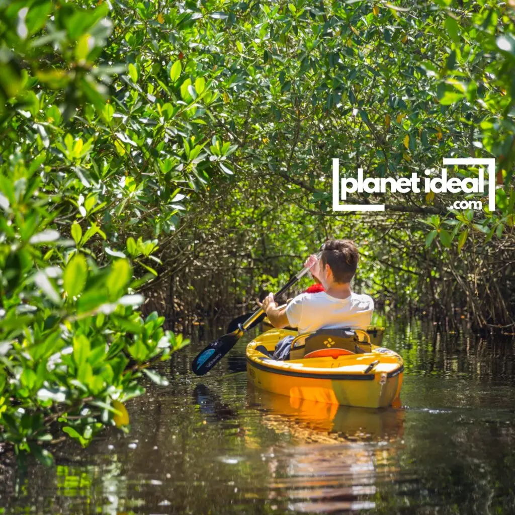 A tourist kayaking in a pristine mangrove forest, guided by a local eco-tour operator.