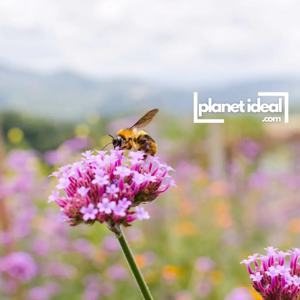 A vibrant garden with blooming flowers and bees buzzing, symbolizing a balanced ecosystem.