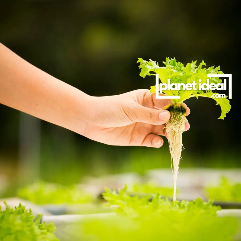 Close-up of leafy greens growing in a hydroponic setup, with water dripping gently over roots.