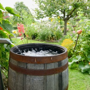 A lush backyard featuring native plants, a rainwater barrel, and mulch-covered flowerbeds