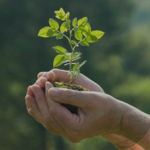 Close-up of a hand holding a seedling